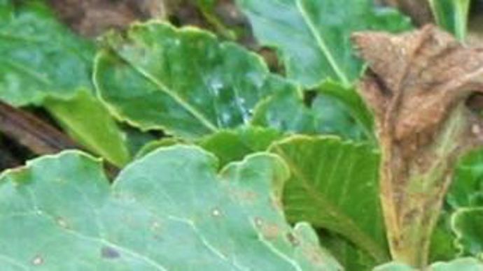 Cercosporiose sur betterave. © Blandine Cailliez